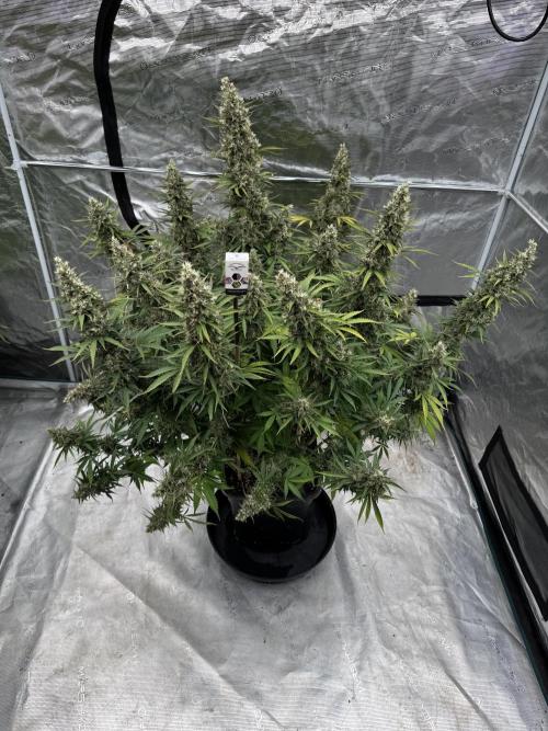 In a Galaxy far…🛸. Week 12