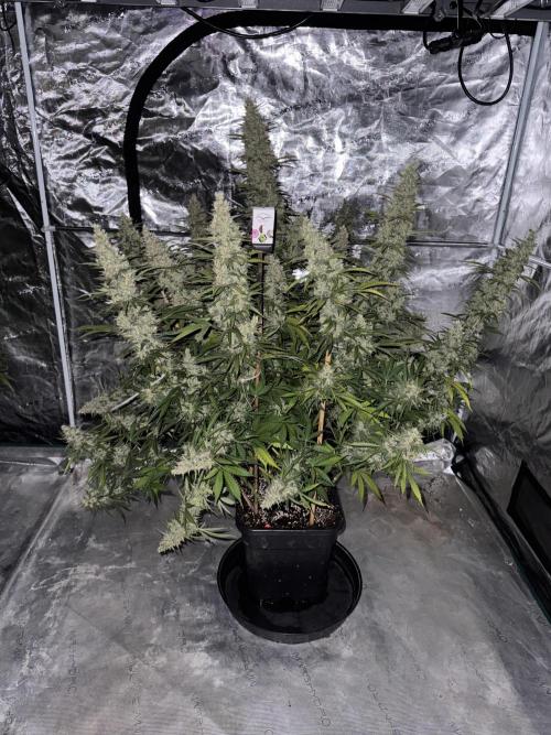 In a Galaxy far…🛸. Week 12