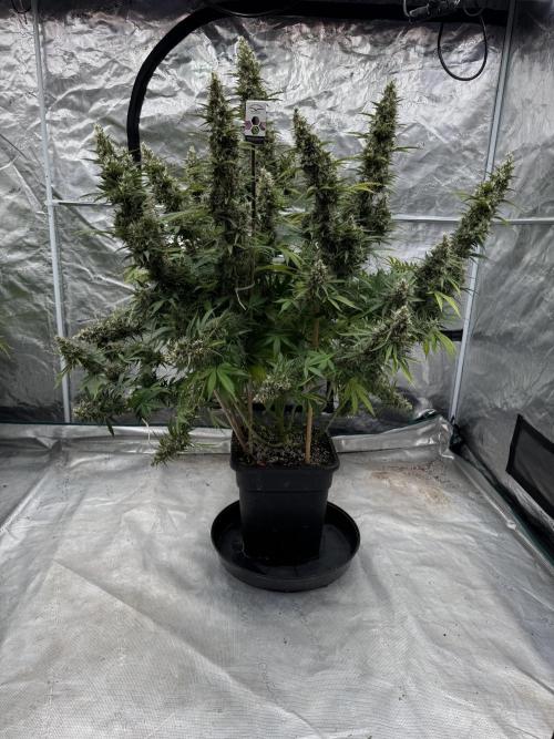 In a Galaxy far…🛸. Week 12