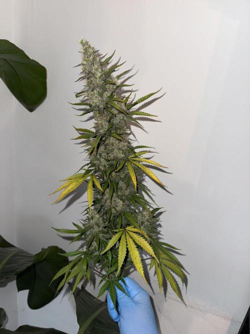 In a Galaxy far…🛸. Week 12