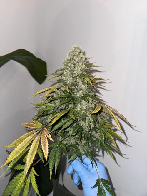 In a Galaxy far…🛸. Week 12