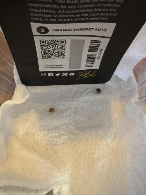 Orange Zest 🍊🍸. Week 0