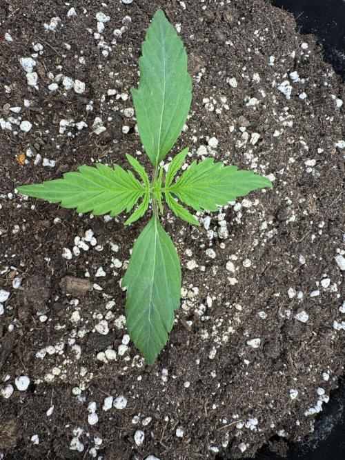 Orange Zest 🍊🍸. Week 1