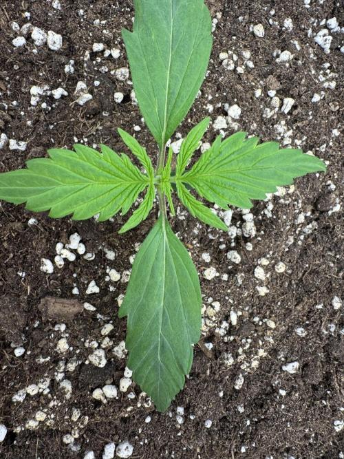 Orange Zest 🍊🍸. Week 1