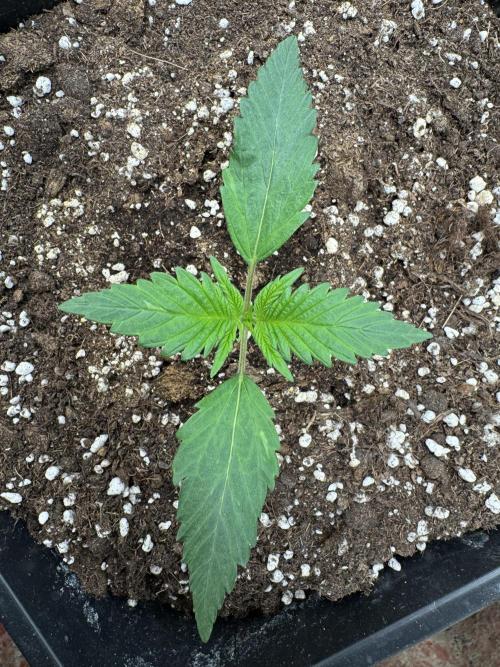 Guava 🍐🍓. Week 1