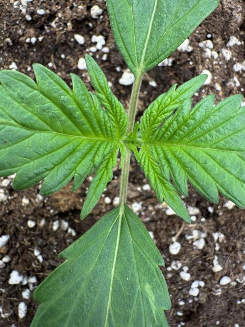 Guava 🍐🍓. Week 1