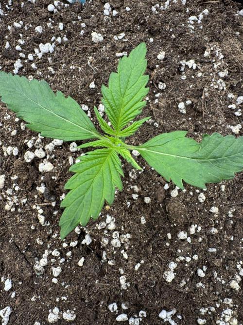 Purple Haze 😈. Week 1