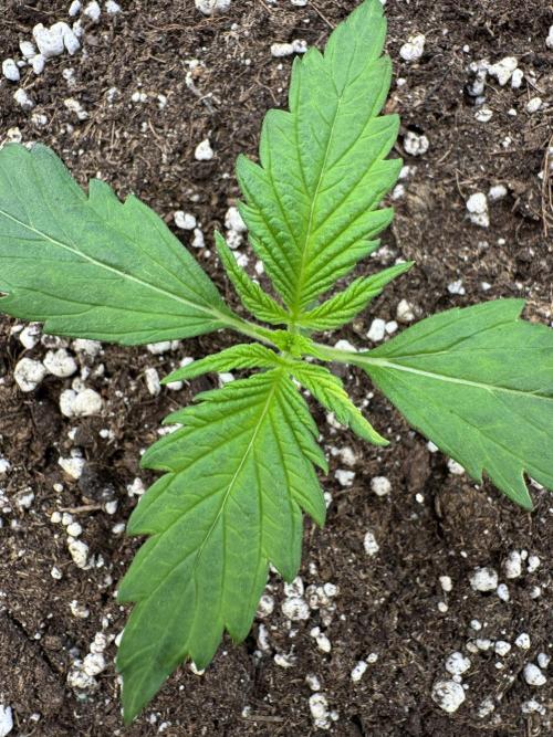 Purple Haze 😈. Week 1