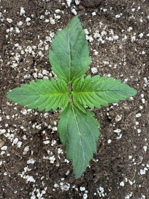 Sweet Crust 🥧. Week 1