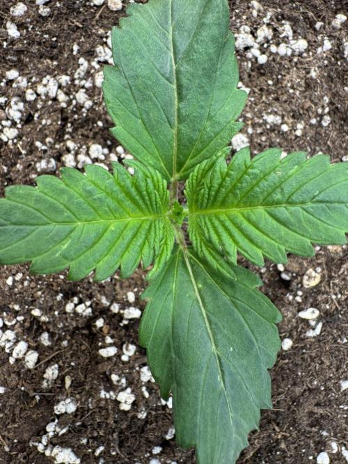 Sweet Crust 🥧. Week 1