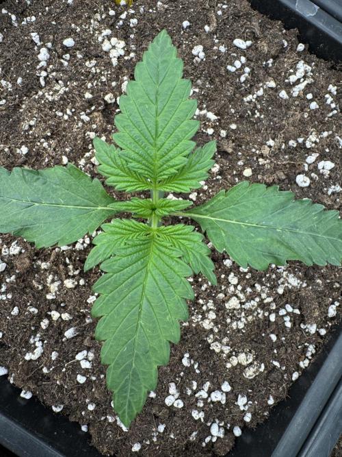 Cherish the Cherry Cola. Week 1