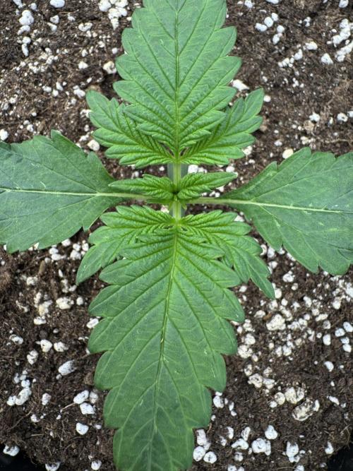 Cherish the Cherry Cola. Week 1