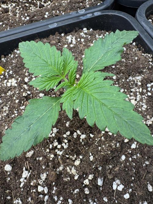 Cherish the Cherry Cola. Week 1