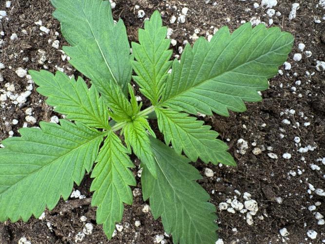 Five Dollar Shake 🍒. Week 1