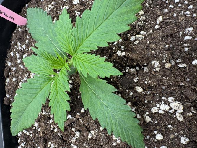 Five Dollar Shake 🍒. Week 1