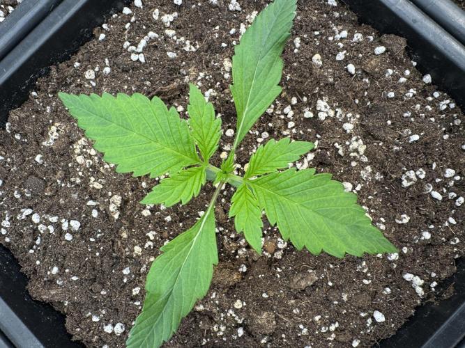 Bottle Bottoms ♻️. Week 1