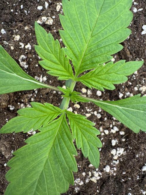 Bottle Bottoms ♻️. Week 1