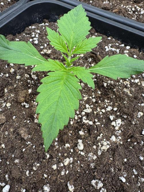 Bottle Bottoms ♻️. Week 1