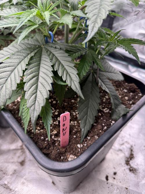 Doughnut Time 🍩. Week 4