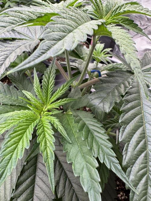 Doughnut Time 🍩. Week 4