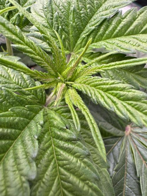 Doughnut Time 🍩. Week 4