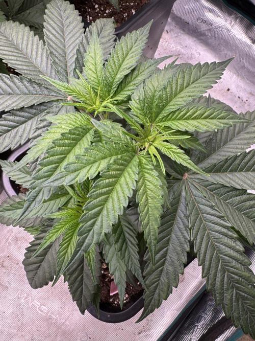 Doughnut Time 🍩. Week 4