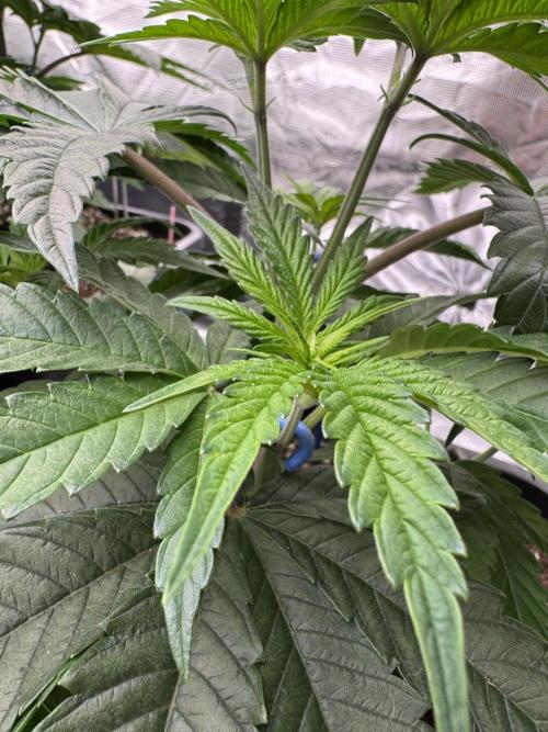 Doughnut Time 🍩. Week 4