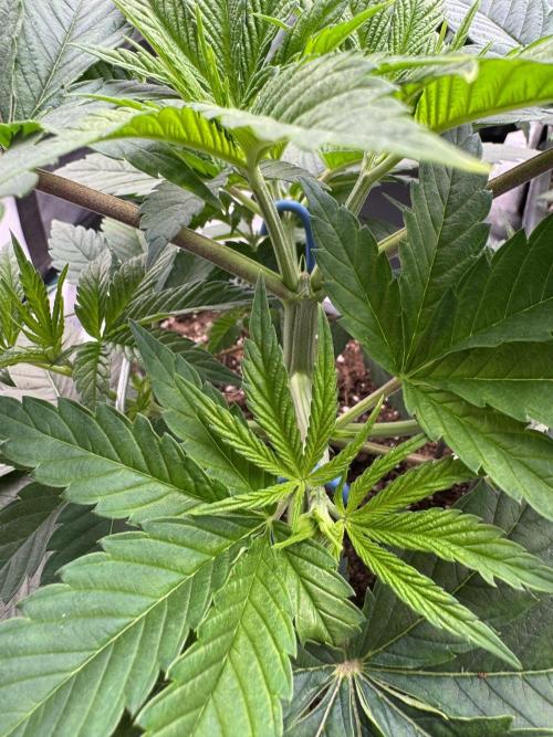 Golden sands 🏜️. Week 4