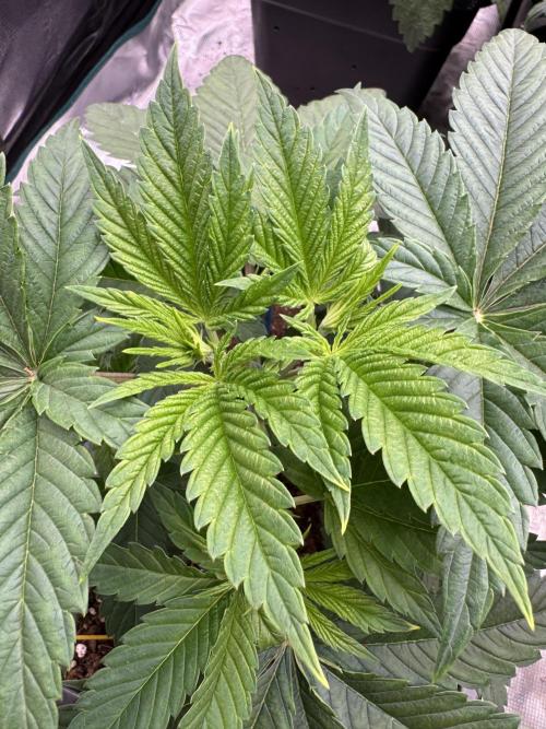 Golden sands 🏜️. Week 4