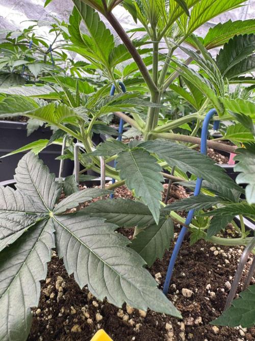 Golden sands 🏜️. Week 4