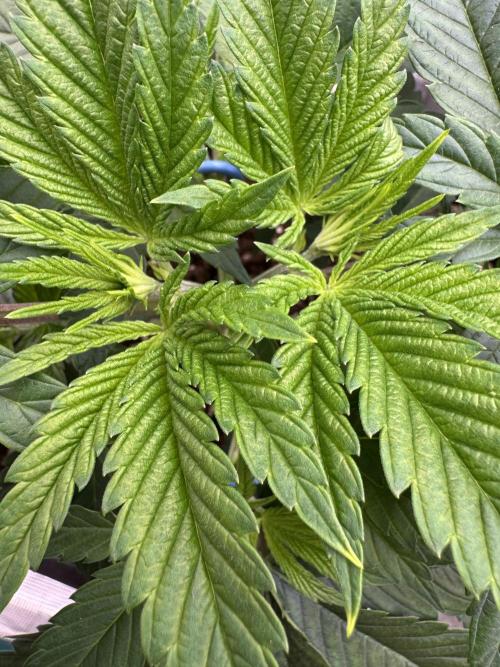 Golden sands 🏜️. Week 4