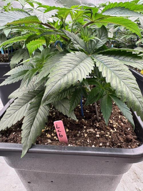 Da Valiotoro 🍦. Week 4