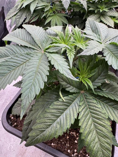 Da Valiotoro 🍦. Week 4