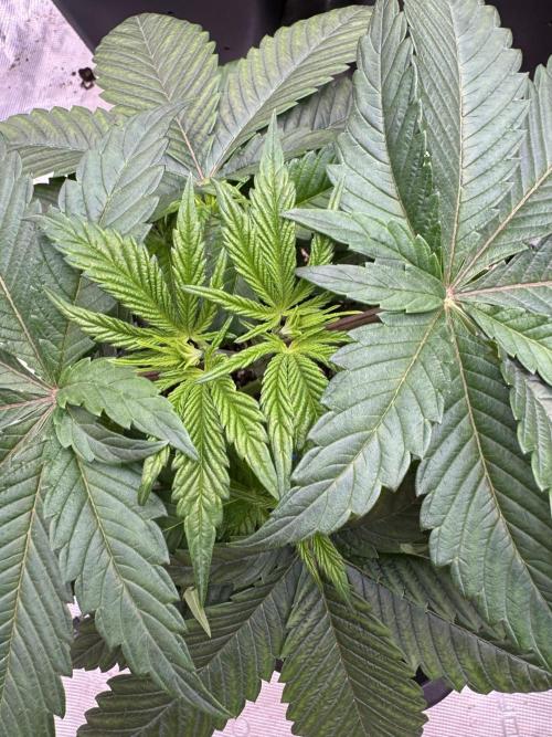 Da Valiotoro 🍦. Week 4