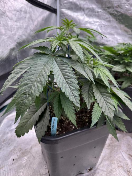 Lemon Tree x Banana Krumble. Week 4