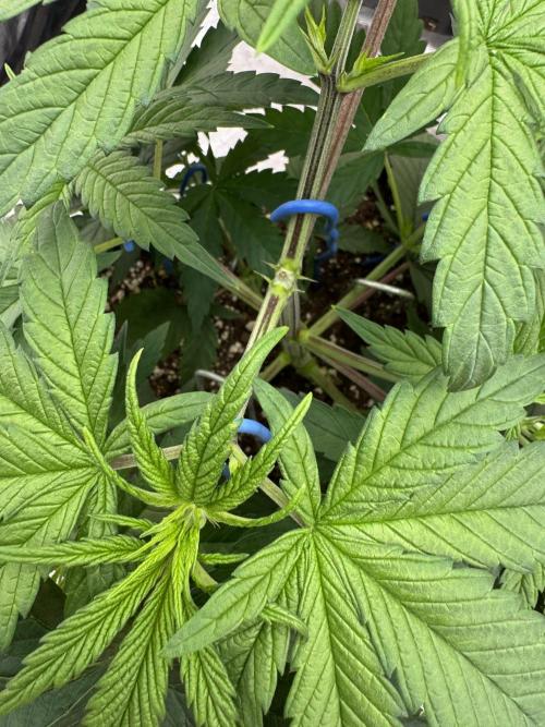 Lemon Tree x Banana Krumble. Week 4