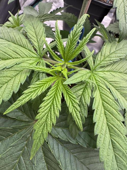 Lemon Tree x Banana Krumble. Week 4