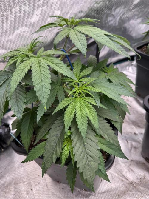 Lemon Tree x Banana Krumble. Week 4