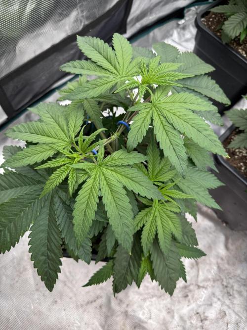 Lemon Tree x Banana Krumble. Week 4