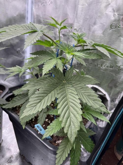 Tropical duo 🏝️. Week 4