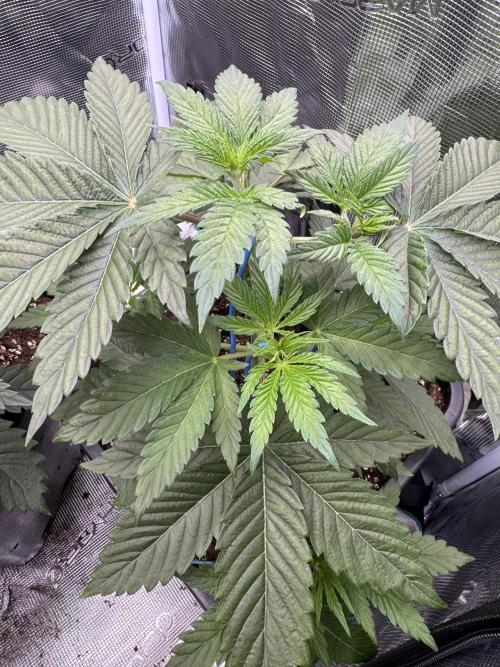 Tropical duo 🏝️. Week 4