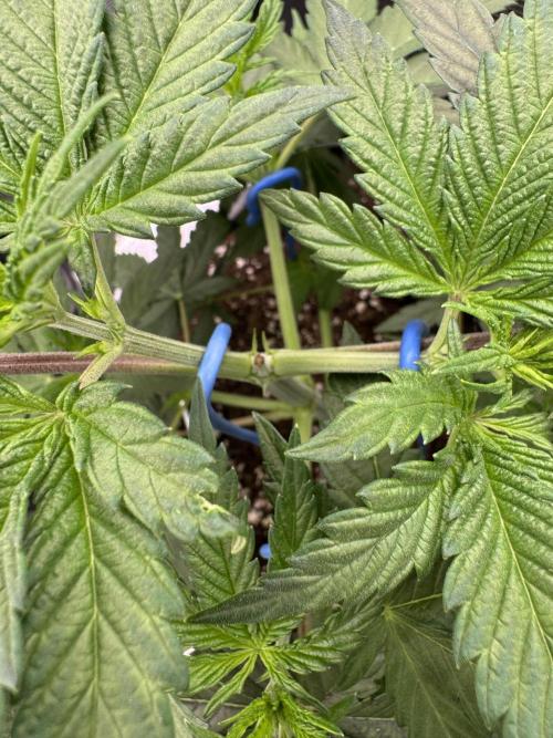 Tropical duo 🏝️. Week 4