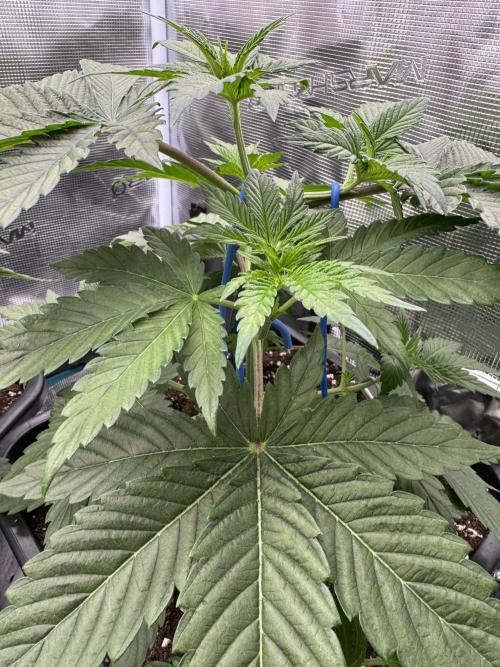 Tropical duo 🏝️. Week 4