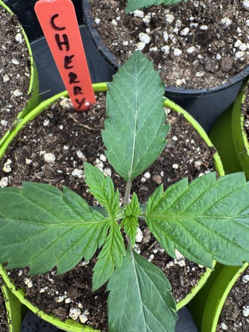 Acai x Black Cherry Funk. Week 1