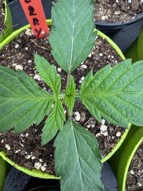 Acai x Black Cherry Funk. Week 1