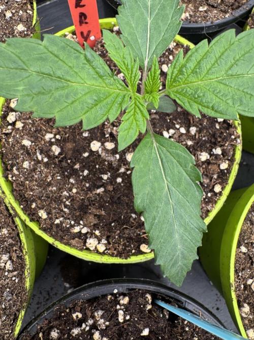 Acai x Black Cherry Funk. Week 1