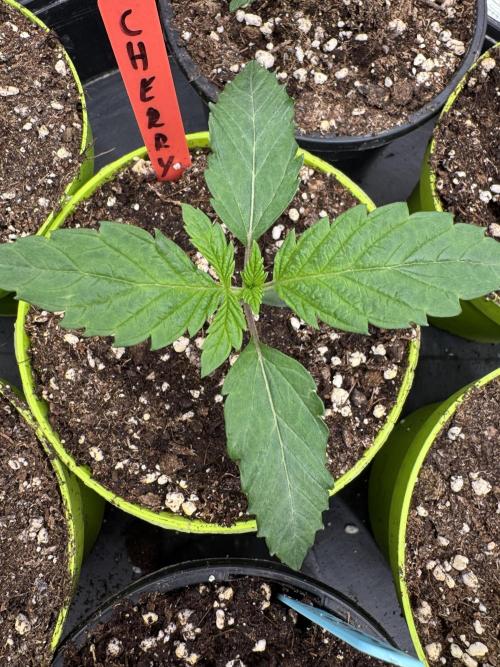 Acai x Black Cherry Funk. Week 1