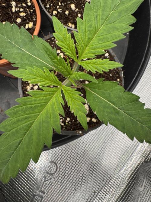 Sherbet Season 🌈. Week 1