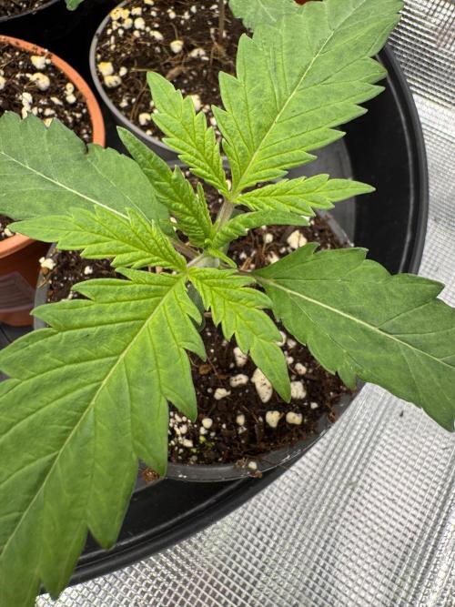 Sherbet Season 🌈. Week 1