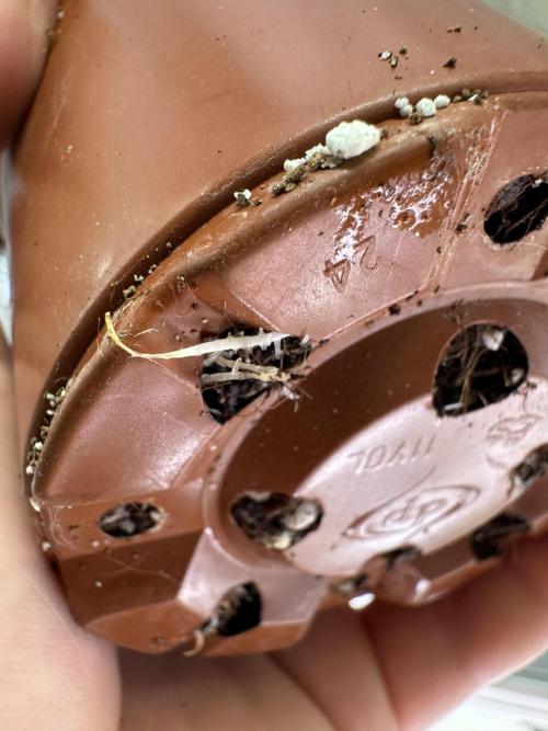 Sherbet Season 🌈. Week 1